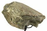 Fossil Sauropod Limb Bone Section with Metal Stand - Colorado #350610-2